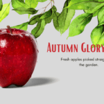 Autumn Glory Apple
