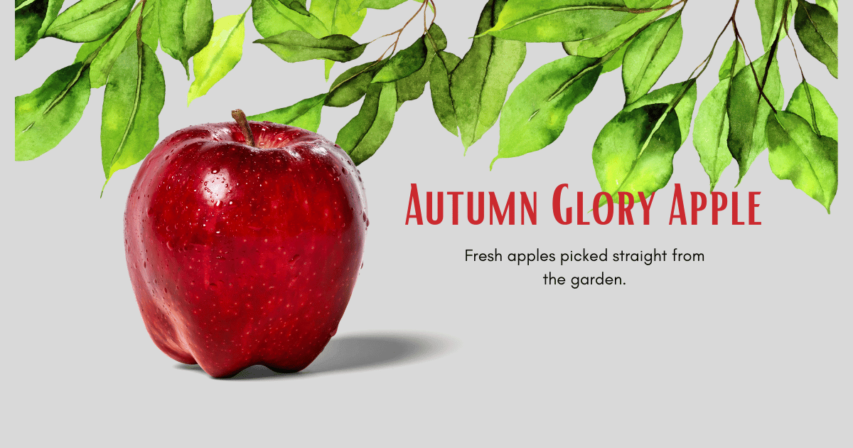 Autumn Glory Apple